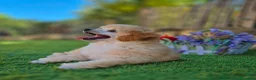 Barboncino Toy cani in vendita: Barboncino Toy ENCI - Annuncio 5