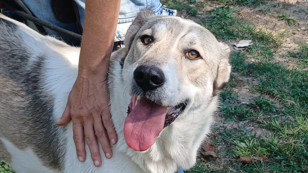 Meticcio cani in regalo: MERAVIGLIOSA BELLA, INCROCIO CAUCASO CERCA CASA - Annuncio 1