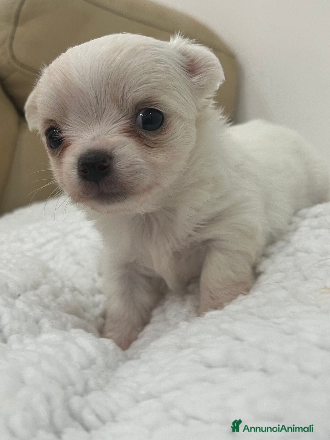 Chihuahua cani in vendita: Chihuahua cucciola femmina  - Annuncio 2