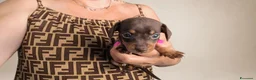 Bassotto cani in vendita: Bassotto tedesco femmina kaninken  - Annuncio 2