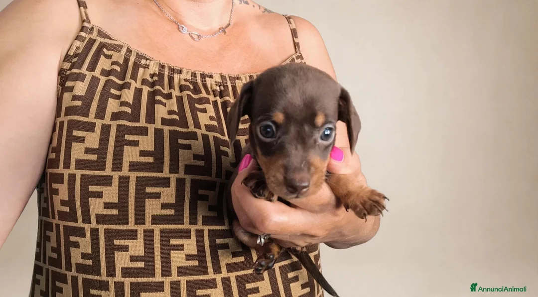 Bassotto cani in vendita: Bassotto tedesco femmina kaninken  - Annuncio 2