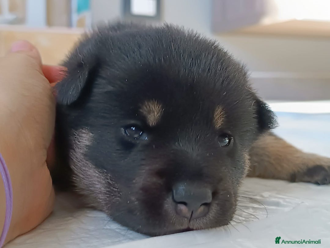 Shiba Inu cani in vendita: Cuccioli di Shiba Inu - Annuncio 4