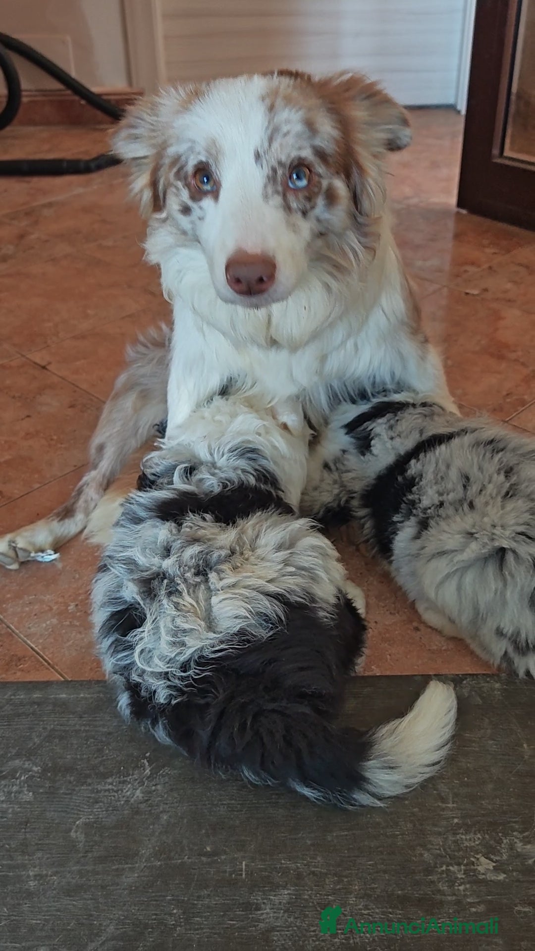 Border Collie cani in vendita: Cucciolo Border collie  - Annuncio 4