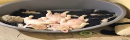 Bulldog cani in vendita: Meravigliosi cuccioli di bulldog - Annuncio 4