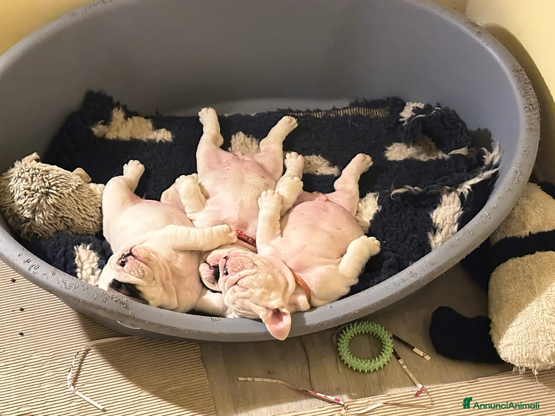 Bulldog cani in vendita: Meravigliosi cuccioli di bulldog - Annuncio 4