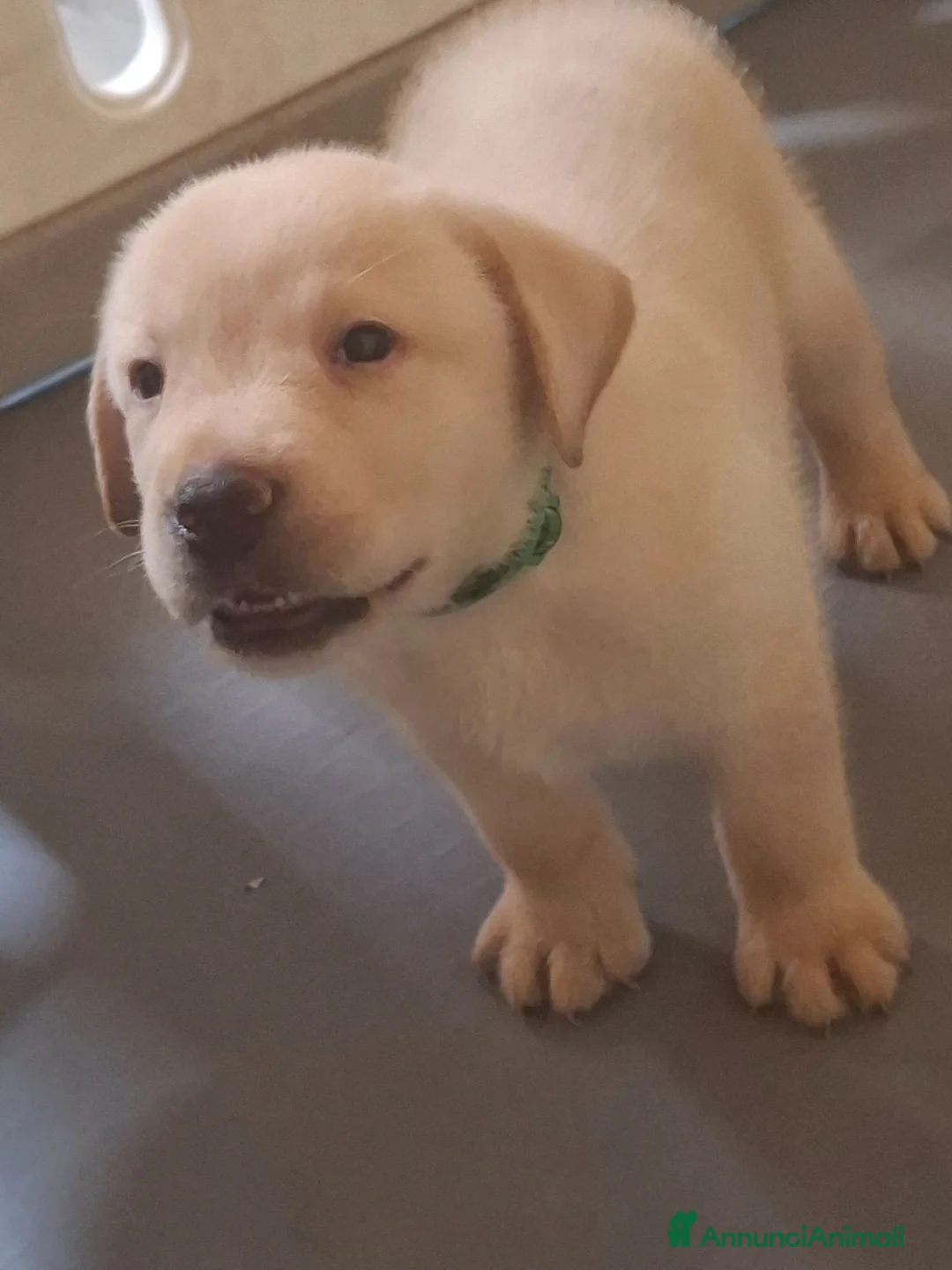 Labrador cani in vendita: Disponibili cuccioli di labrador - Annuncio 5