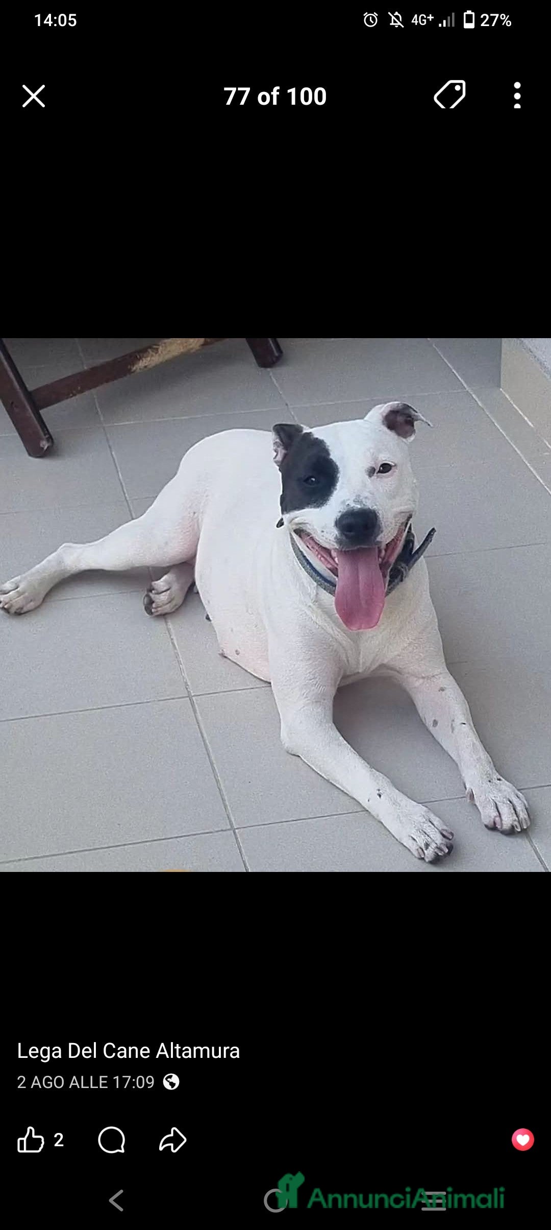 Pitbull cani in regalo: Sharon dolce Pitbull  - Annuncio 2