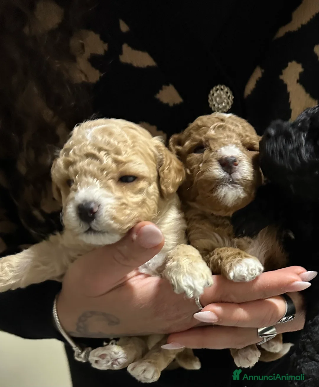 Barboncino Toy cani in vendita: Barboncini Toy  - Annuncio 5