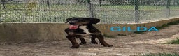 Segugio cani in regalo: GILDA 3-4anni buona con tutti i cani! - Annuncio 4