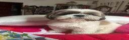 Shih Tzu cani per accoppiamento: Accopiamento   - Annuncio 7
