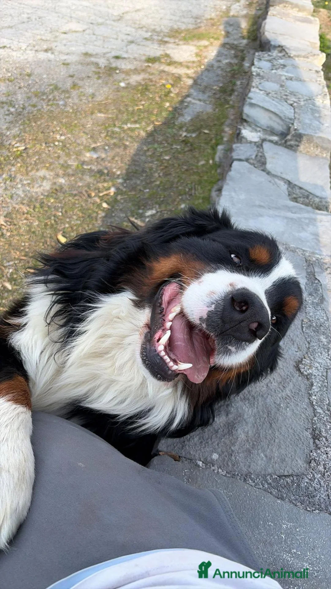 Bovaro del Bernese cani in vendita: Splendidi Cuccioli Bernese Tricolore - Annuncio 3