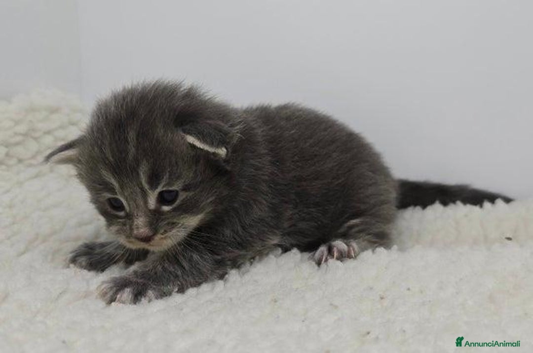 Maine Coon gatti in vendita: Gattini Maine Coon GRANDI Blu/Nero Tortie/Tabby - Annuncio 4