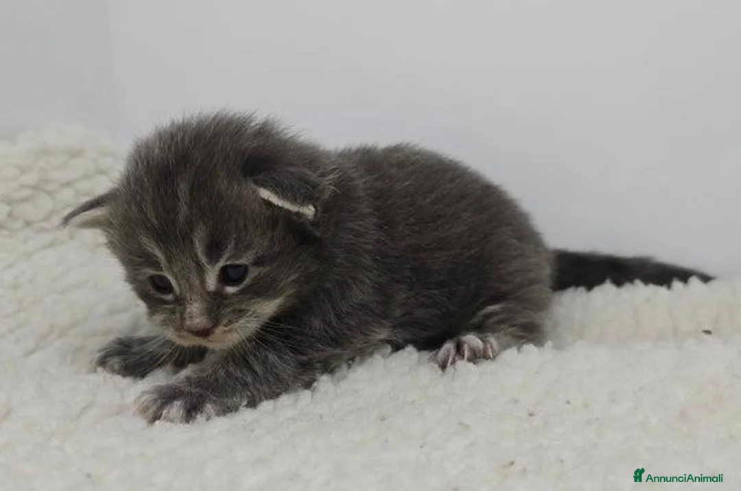 Maine Coon gatti in vendita: Gattini Maine Coon GRANDI Blu/Nero Tortie/Tabby - Annuncio 4