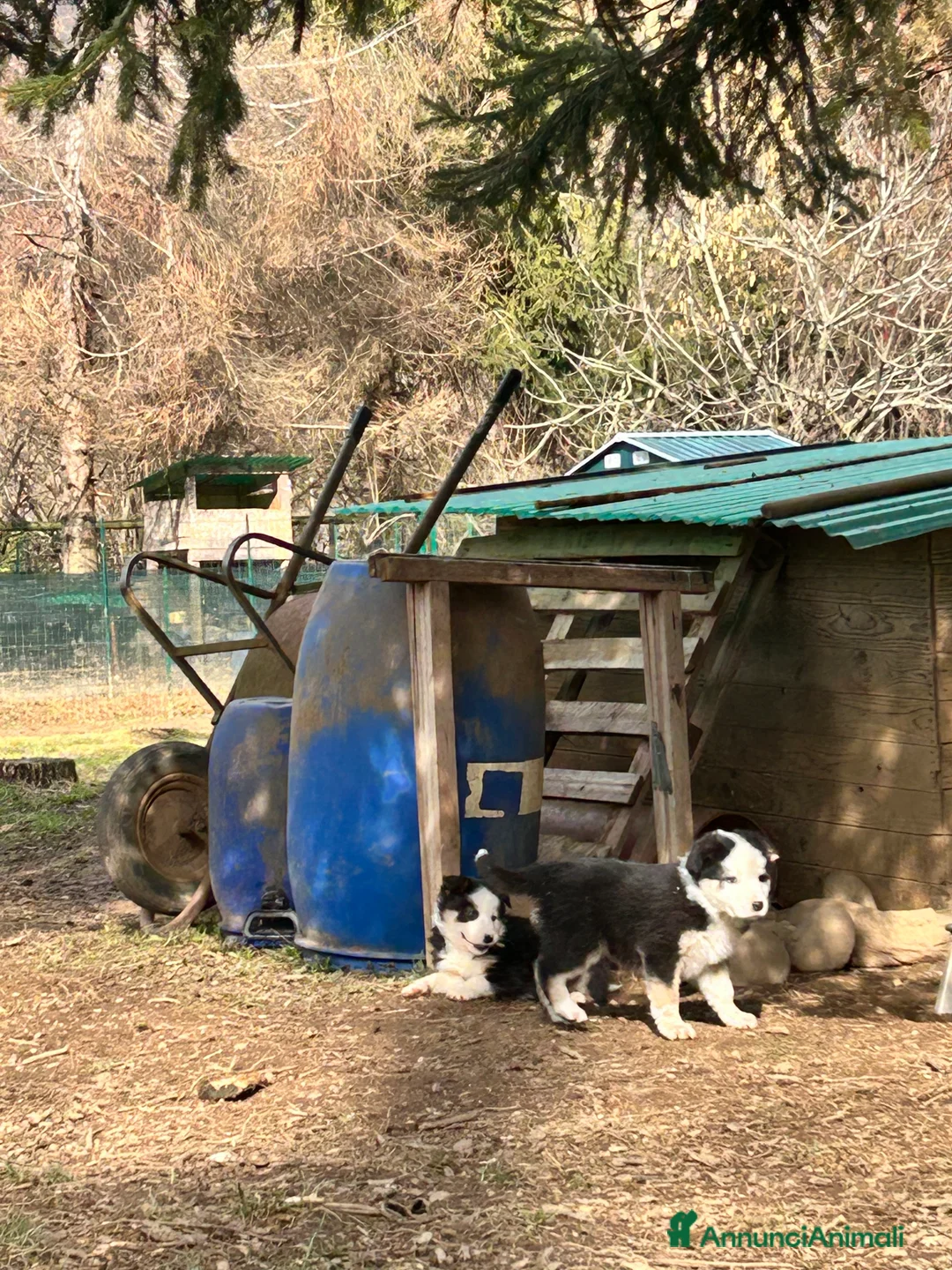 Border Collie cani in vendita: Cucciolo Border collie  - Annuncio 4