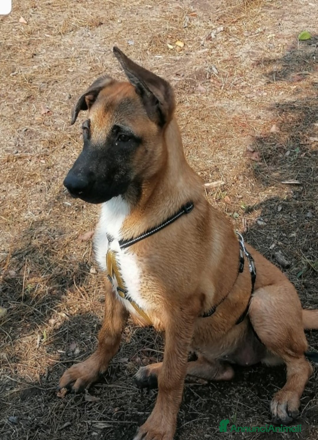 Meticcio cani in regalo: Mix Pastore Malinois 2anni femmina NAPOLI SOS  a Città metropolitana di Milano - Annuncio 6
