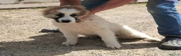 Meticcio cani in regalo: UNA MAMMA PER TOMMY a Provincia di Varese - Annuncio 3