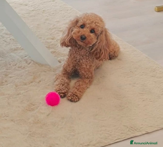 Barboncino cani Cuccioli di Barboncino Nano - Annuncio 1