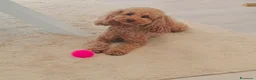 Barboncino cani in vendita: Cuccioli di Barboncino Nano - Annuncio 1