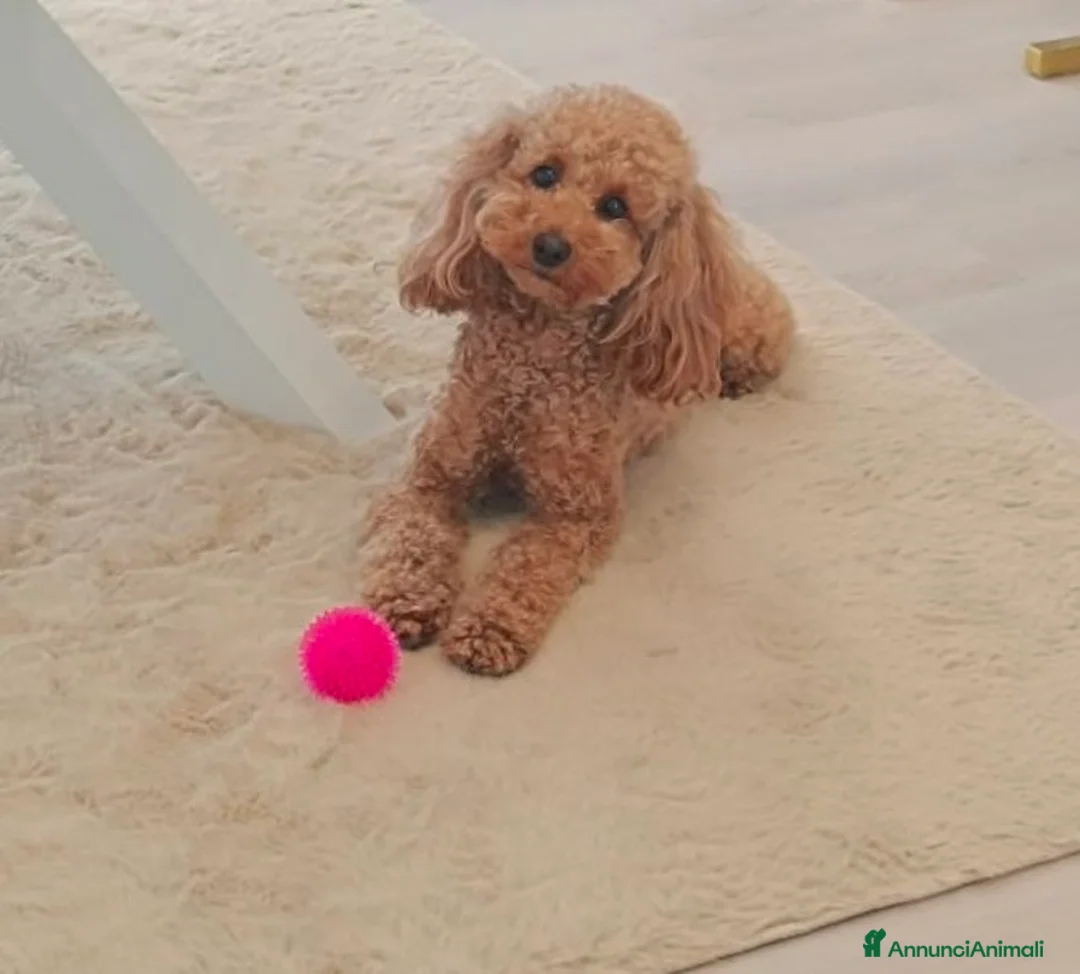Barboncino cani in vendita: Cuccioli di Barboncino Nano - Annuncio 1