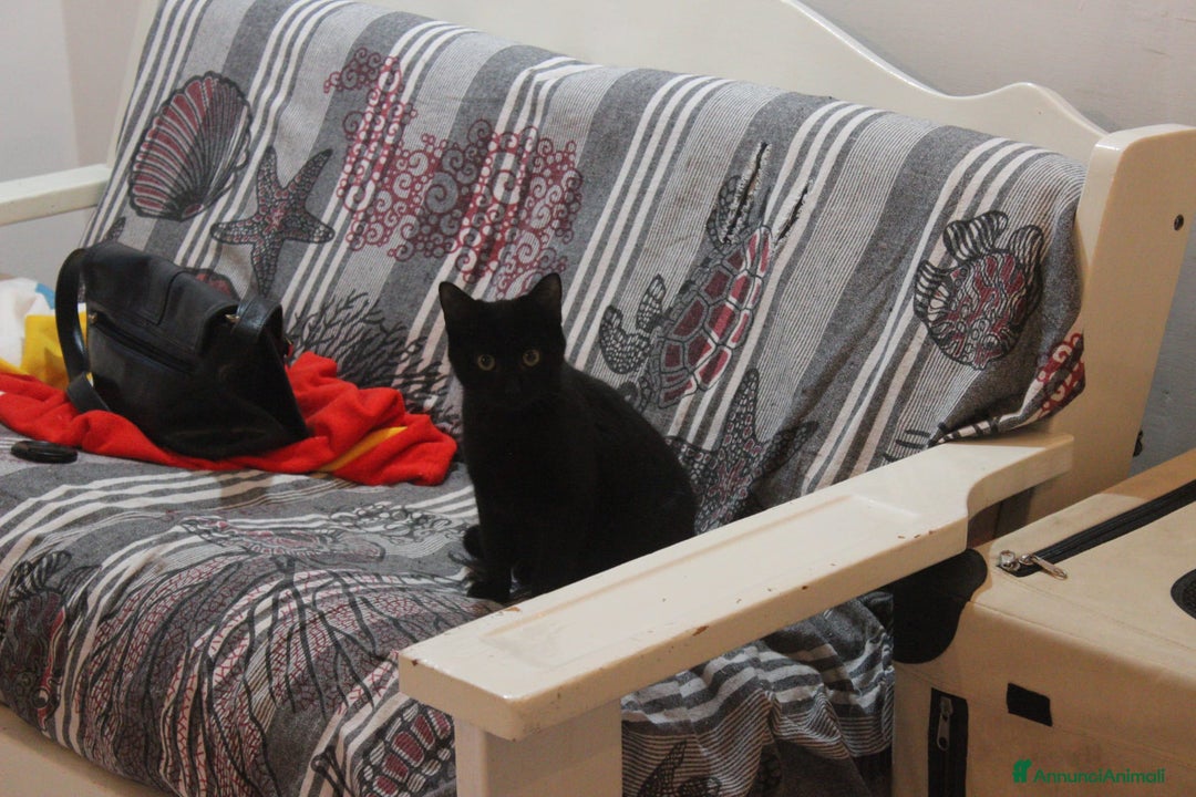 Altre razze gatti in regalo: GATTINI DOLCISSIMI - Annuncio 3