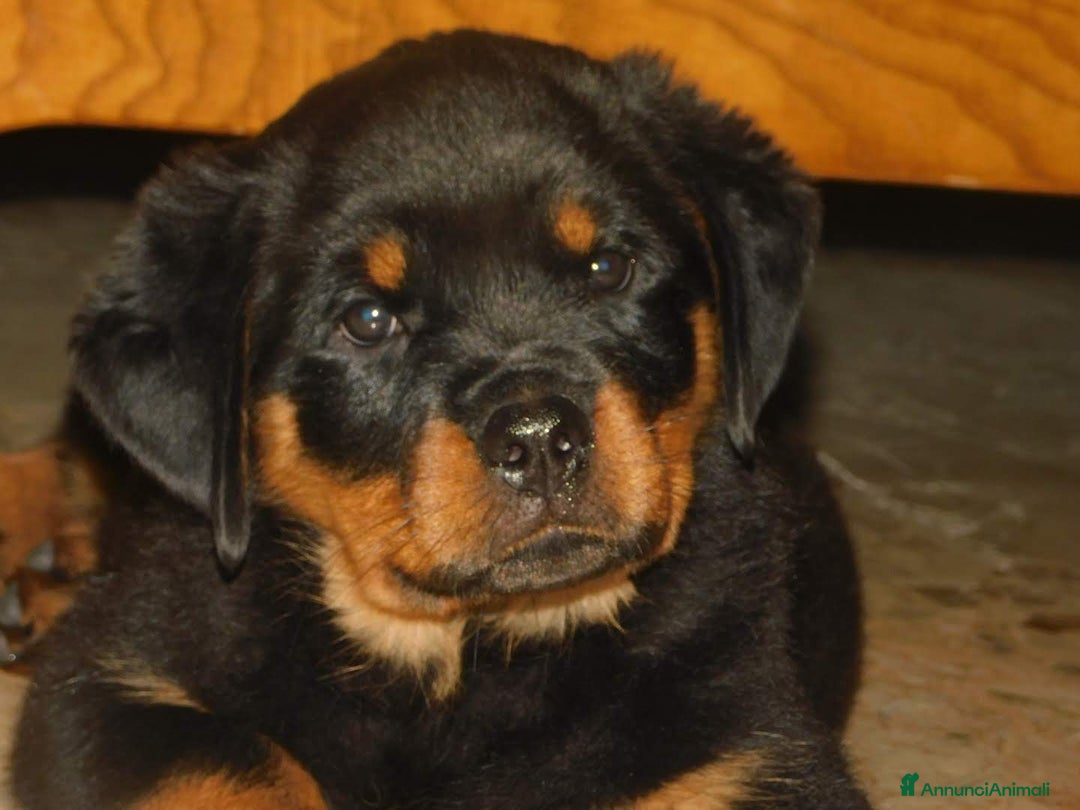 Immagine della galleria {{count}}