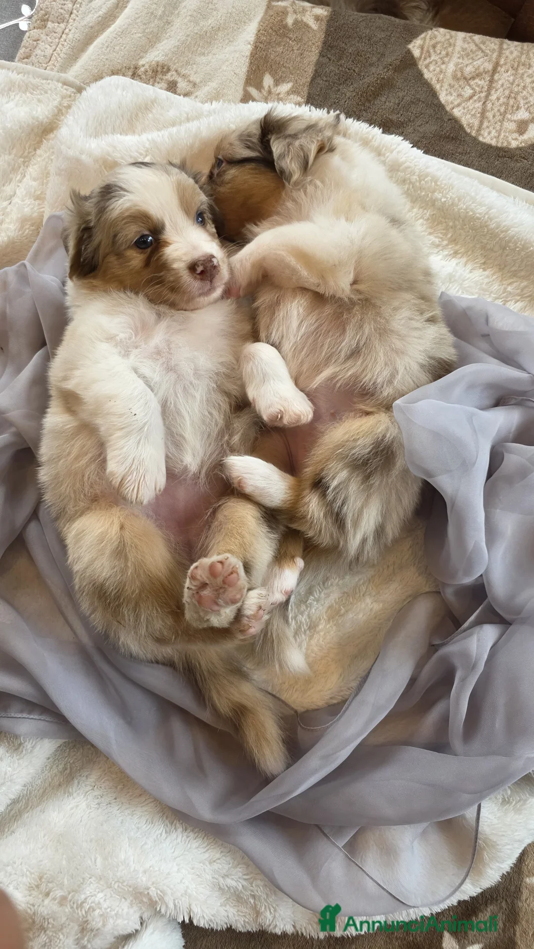 Australian Shepherd cani in vendita: Vendita cuccioli australian  shepherd  - Annuncio 21