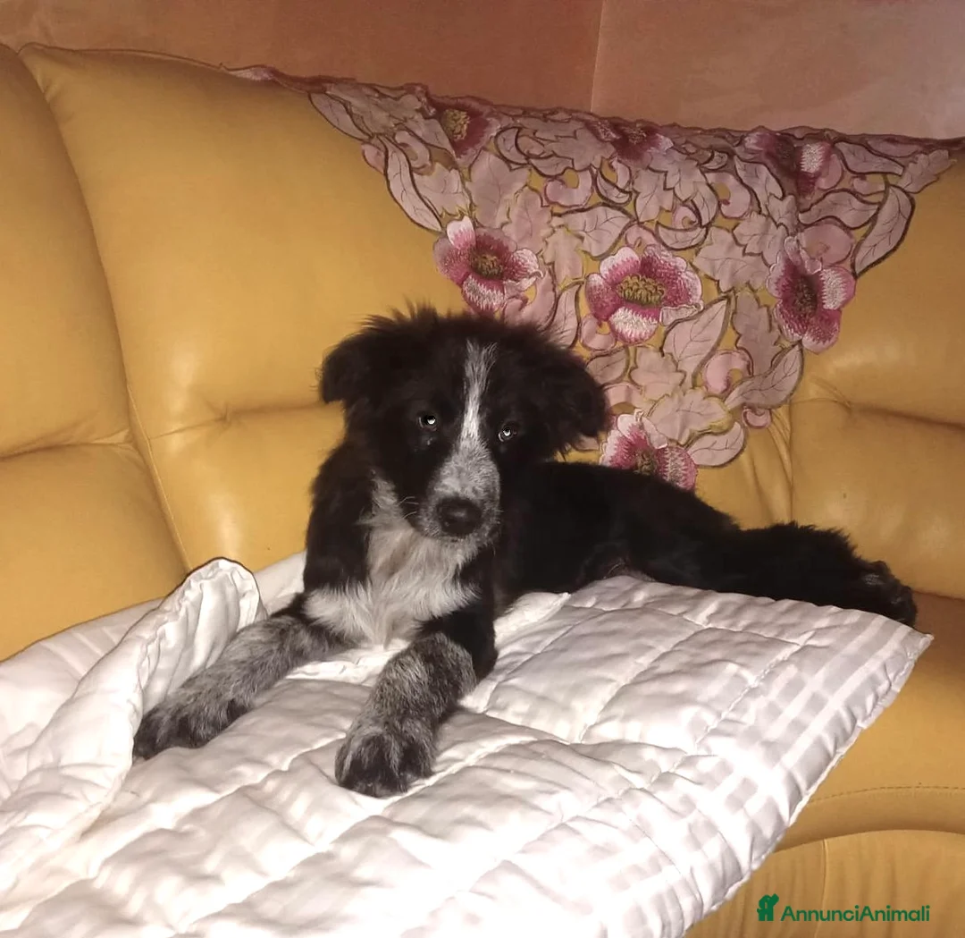 Meticcio cani in regalo: Cucciolo derivato Border Collie 3 mesi - Annuncio 4