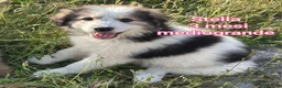 Meticcio cani in regalo: CUCCIOLI, URGENTE: TEMPO SCADUTO  a Provincia di Arezzo - Annuncio 5