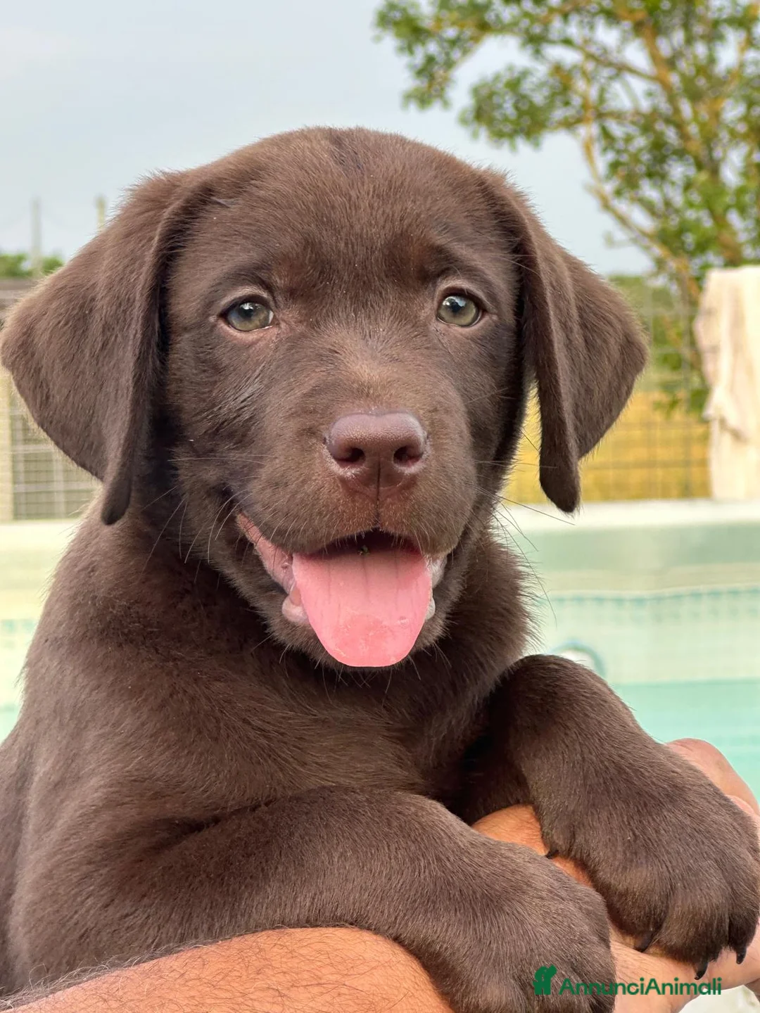 Labrador cani in vendita: Cuccioli labrador retriever  - Annuncio 1