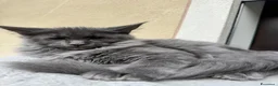 Maine Coon gatti in vendita: Cucciola di razza Maine Coon con pedigree AFeF - Annuncio 4