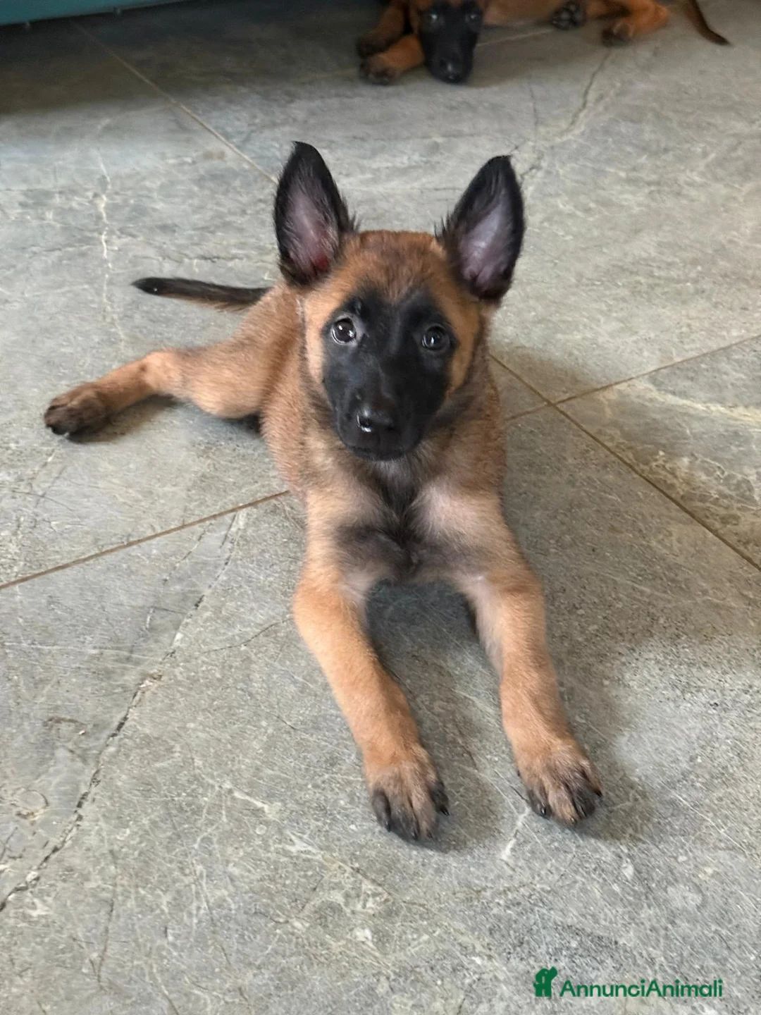 Pastore Belga cani in vendita: Cucciole di pastore belga malinois  - Annuncio 2