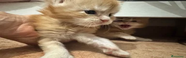 Maine Coon Gattino 2
