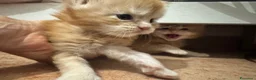 Maine Coon gatti in vendita: BELLISSIMI CUCCIOLI MAINE COON - Annuncio 9