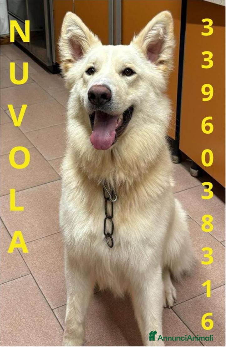 Meticcio cani NUVOLA 💙 una nuova famiglia per ricominciare - Annuncio 33