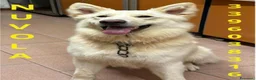 Meticcio cani in regalo: NUVOLA 💙 una nuova famiglia per ricominciare a Provincia di Parma - Annuncio 1