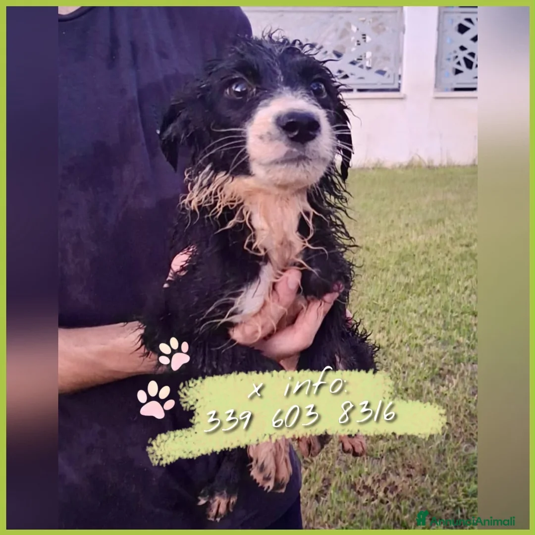 Meticcio cani in regalo: DRUSILLA 🩷 una ventata di allegria - Annuncio 2