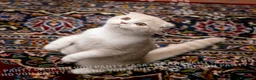 Scottish gatti in vendita: Maschietti Scottish Fold - Annuncio 6
