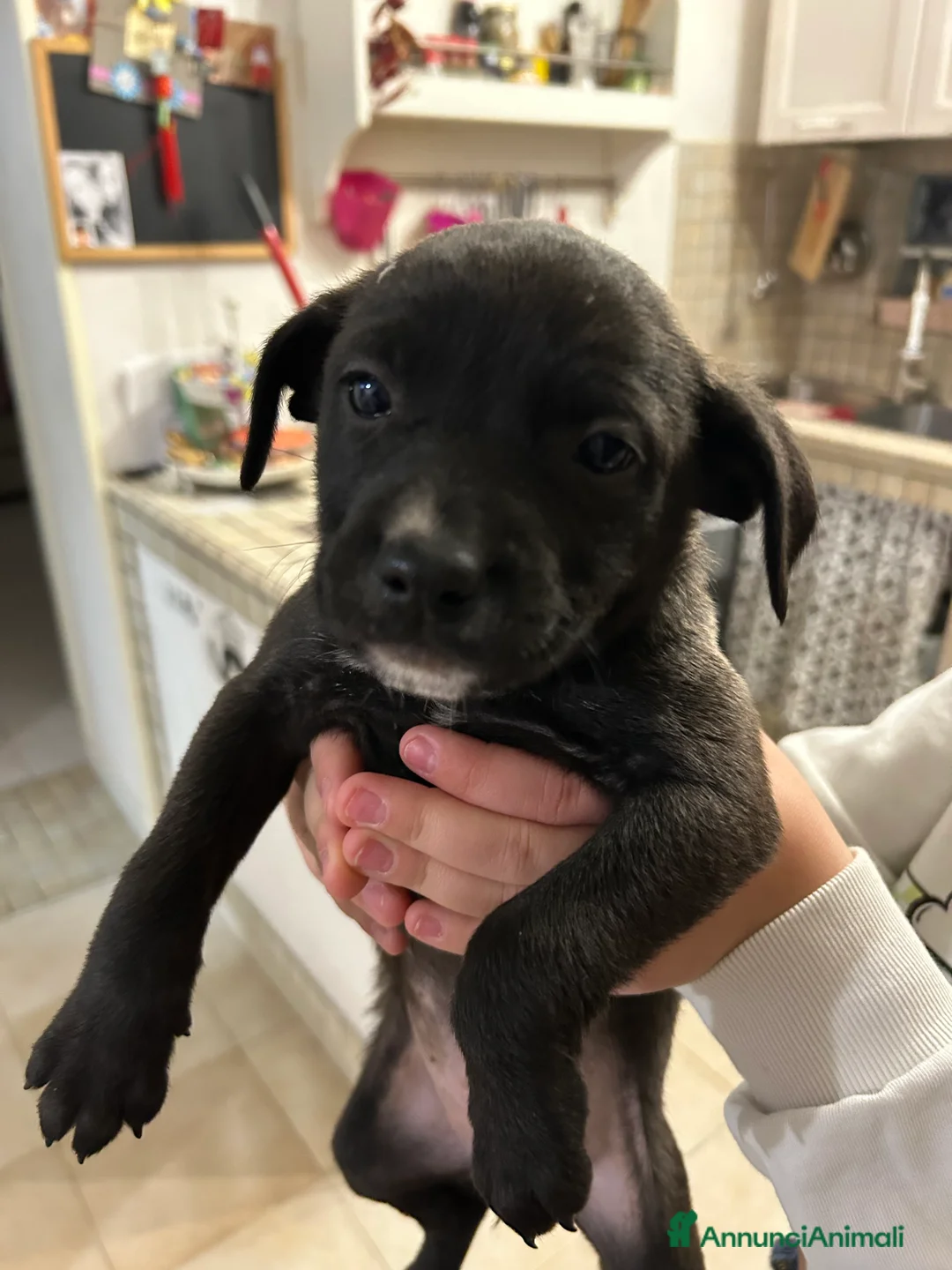 Meticcio cani in regalo: Cuccioli cane - Annuncio 4