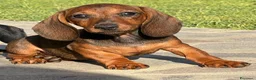 Bassotto cani in vendita: Cuccioli Bassotto Kaninchen e nano - Annuncio 33