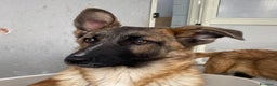 Meticcio cani in regalo: DAFNE cucciolona incrocio pastore belga adozione - Annuncio 4