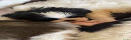 Shih Tzu cani in vendita: Cuccioli di Shi-tzu - Annuncio 14