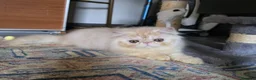 Persiano gatti in vendita: Cucciolo persiano  - Annuncio 2