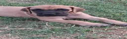 Alano cani in vendita: CUCCIOLI DI ALANO - Annuncio 3