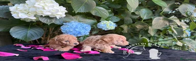 Barboncino Toy 2