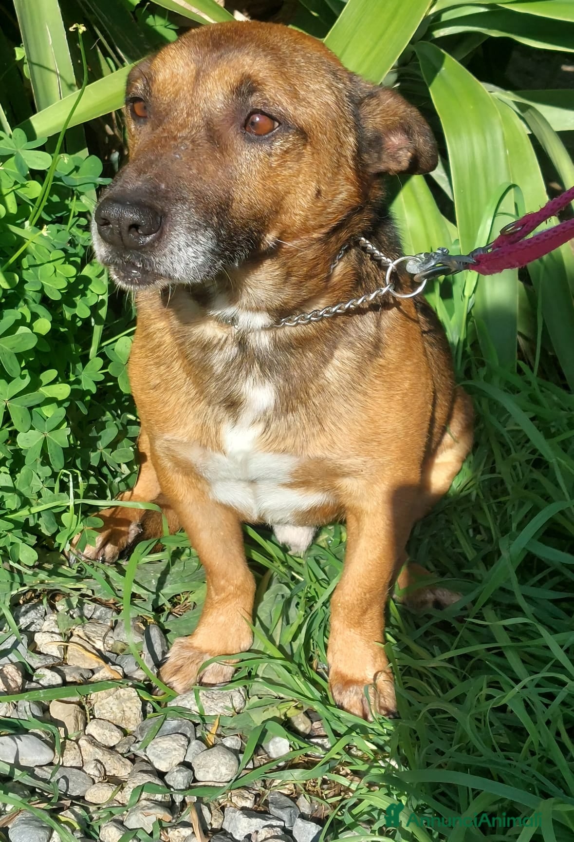 Meticcio cani Giacomino  - Annuncio 1