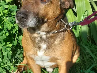 Meticcio cani in regalo: Giacomino - Annuncio 2