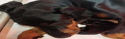 Dobermann cani in vendita: Cuccioli di Dobermann in Toscana - Annuncio 3