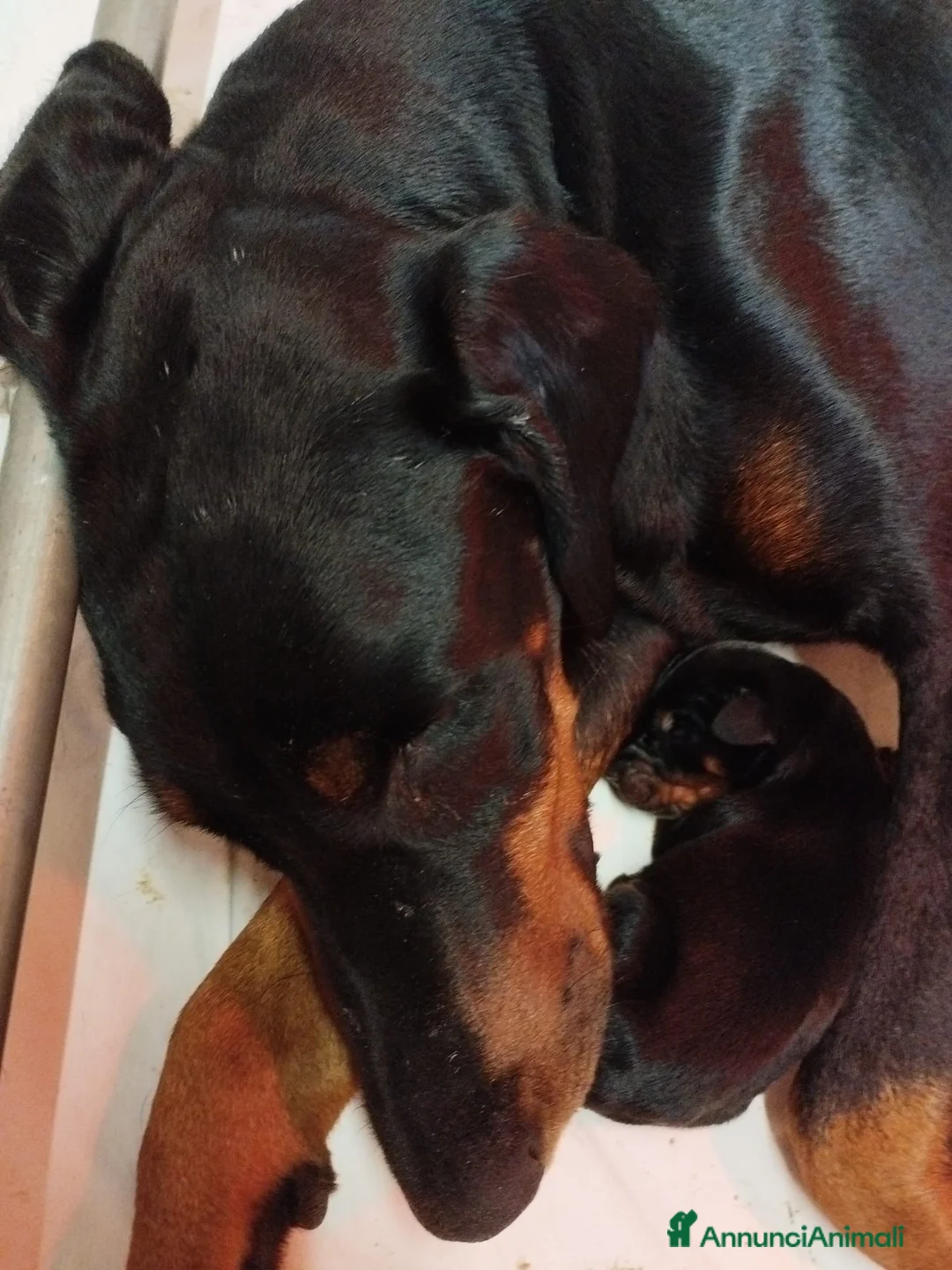 Dobermann cani in vendita: Cuccioli di Dobermann in Toscana - Annuncio 3