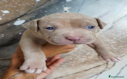 American Bully cani in vendita: Cuccioli American Bully XXL  a Provincia di Lecco - Immagine 11