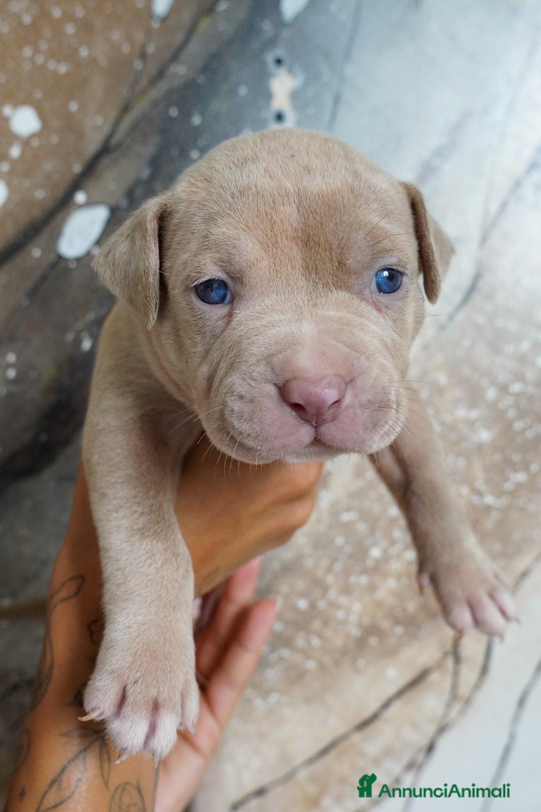 American Bully cani in vendita: Cuccioli American Bully XXL  a Provincia di Lecco - Immagine 11